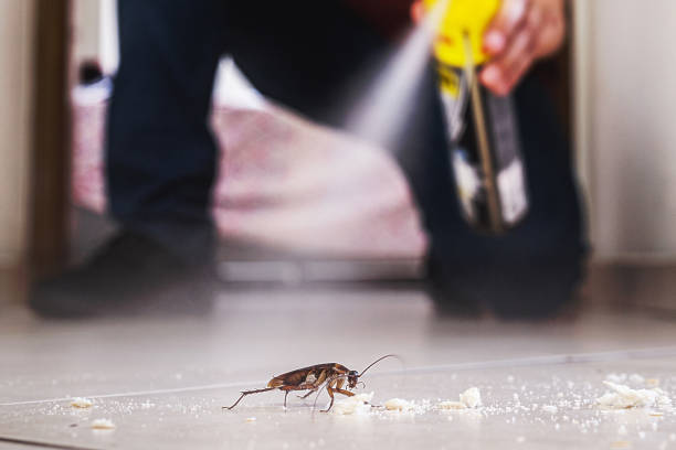 Best Local Pest Control Services  in Nashua, NH