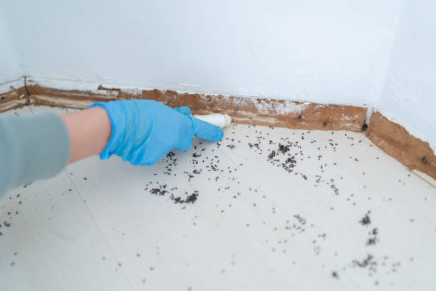 Best Affordable Pest Control Services  in Nashua, NH